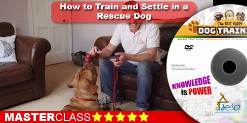 Rescue Dog