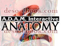 Adam Anatomy